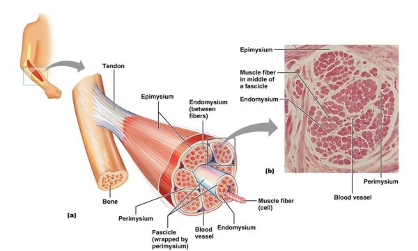 tendon tendinitis