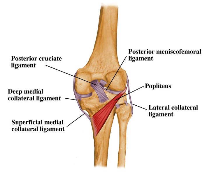 Ligamento Cruzado Anterior