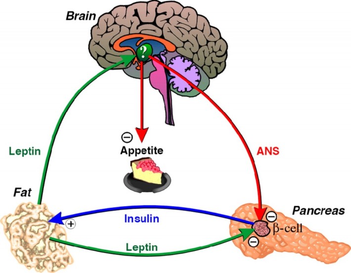 Cerebro leptina