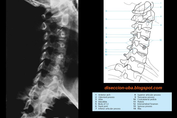 Columna cervical