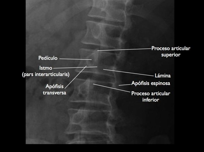 Columna dorsal