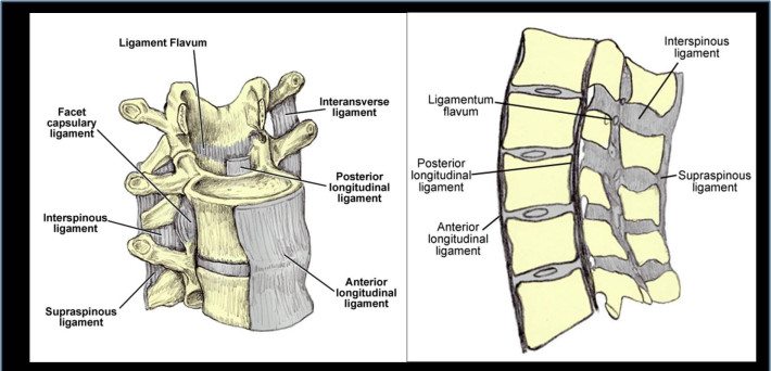 Tipo de ligamento