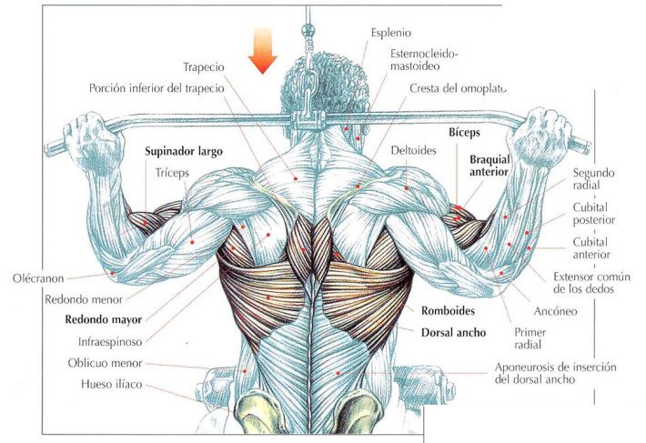 espalda musculada