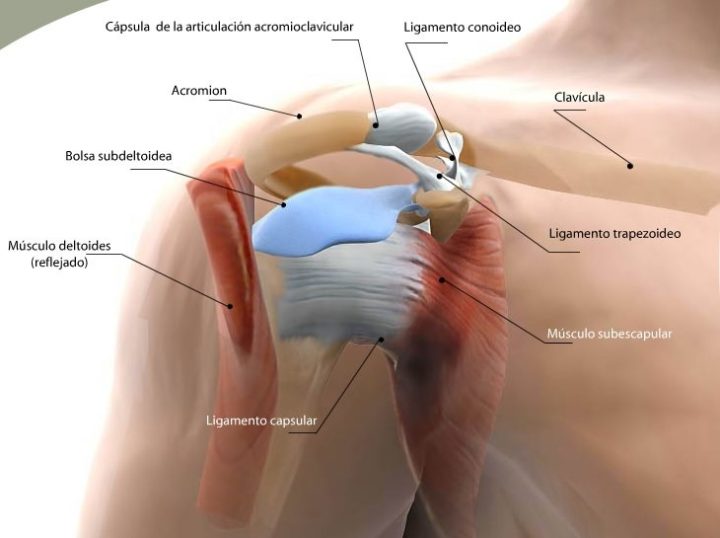 Articulación de Hombro