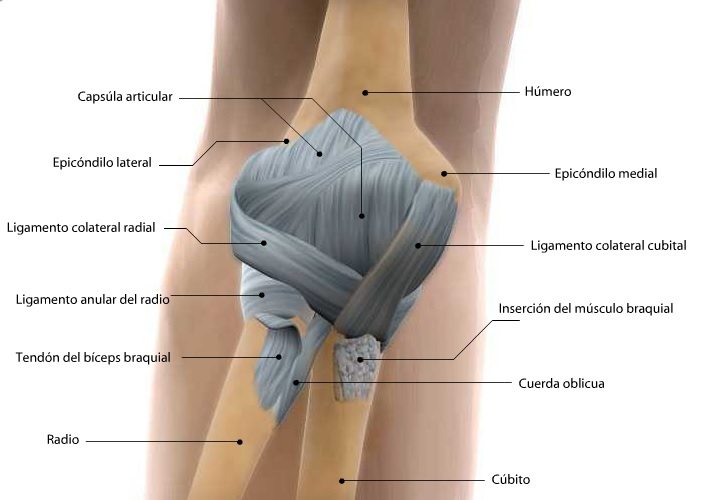 Articulación del Codo