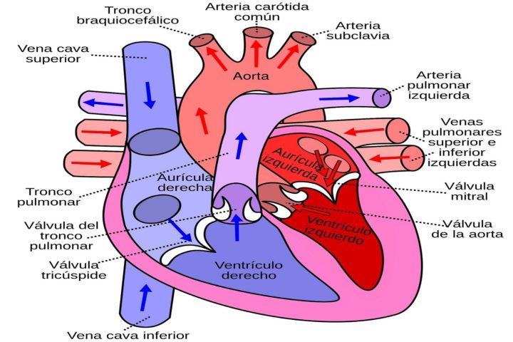 Corazón