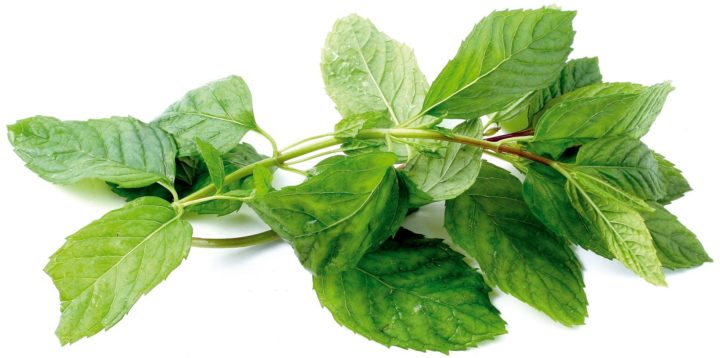 Menta