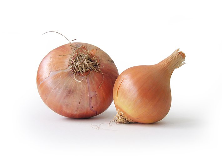 cebolla