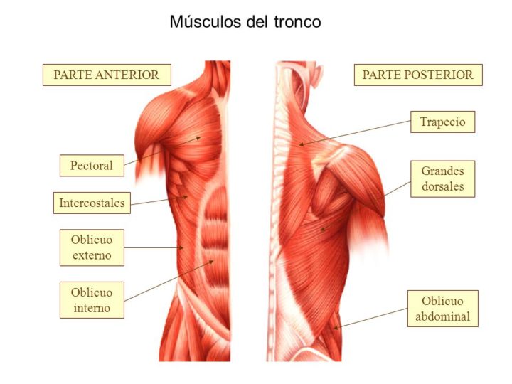 entrenamiento de core para principiantes