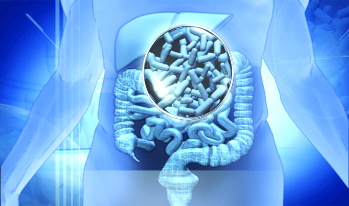 microbiota intestinal