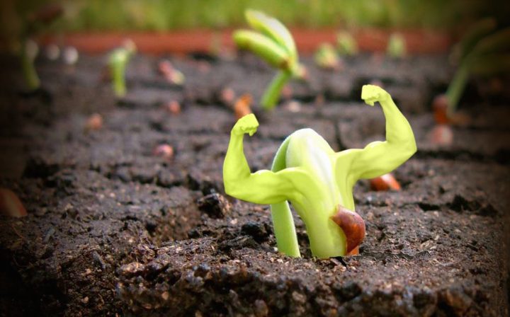 Proteína de origen vegetal