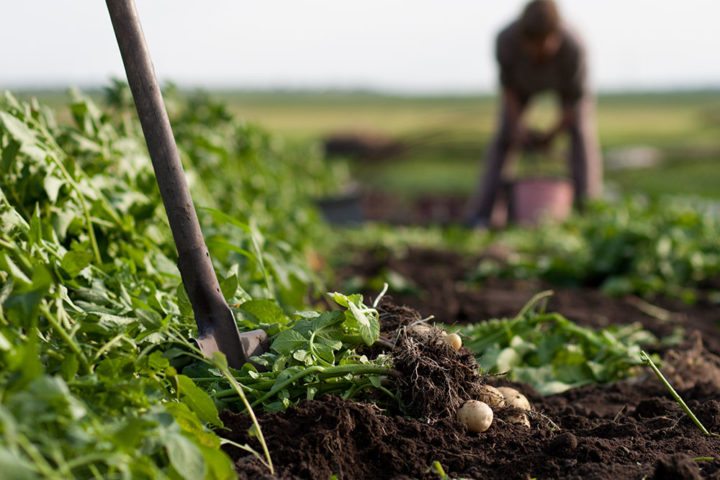 Proteínas sostenibles para el medio ambiente