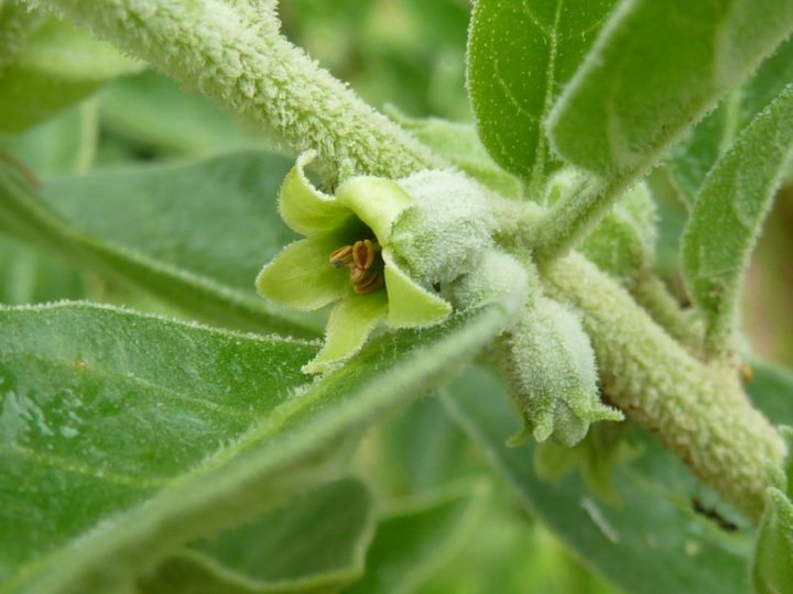 Withania Somnifera