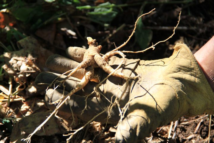Ashwagandha trata la inflamación
