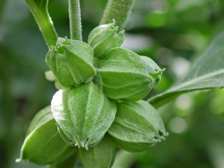 Beneficios del Aswagandha