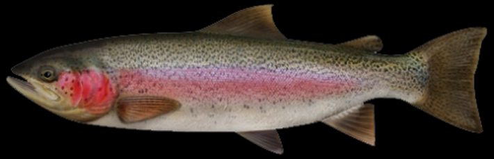 Tipos de pescado con más proteína