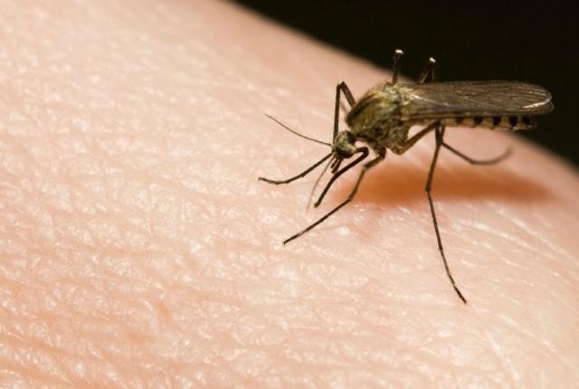 Peligros de las picaduras de mosquito