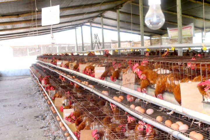 Cómo hacer un plan de bajo presupuesto para comprar proteína