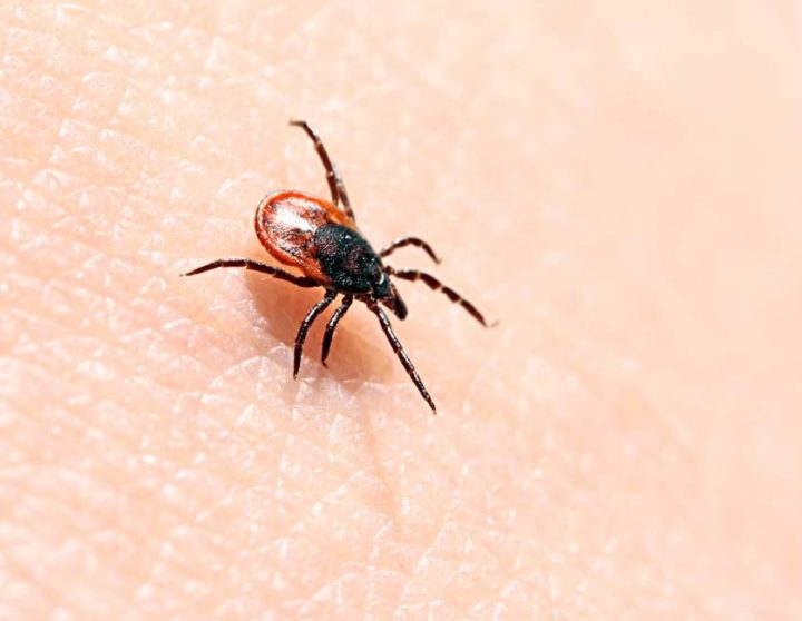 ¿Cuáles son las picaduras de insectos más peligrosas?