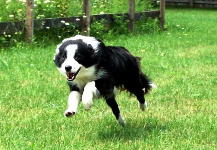 Border collie para correr al aire libre