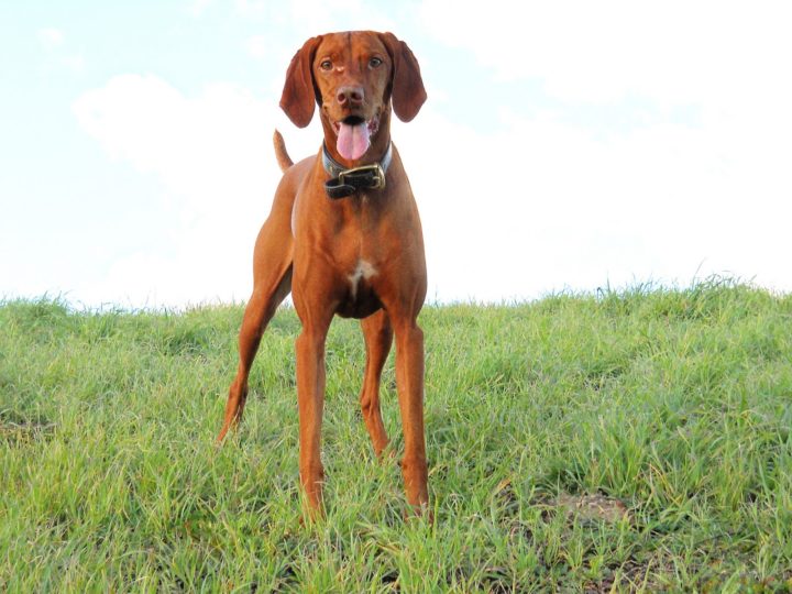 Perro vizsla para practicar running