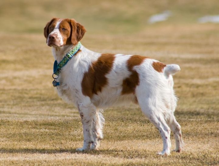 Perros aptos para practicar running