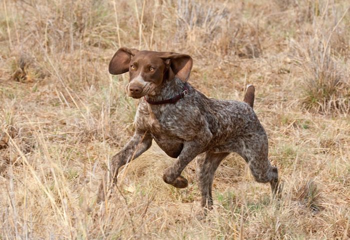 Perros pointer para practicar running