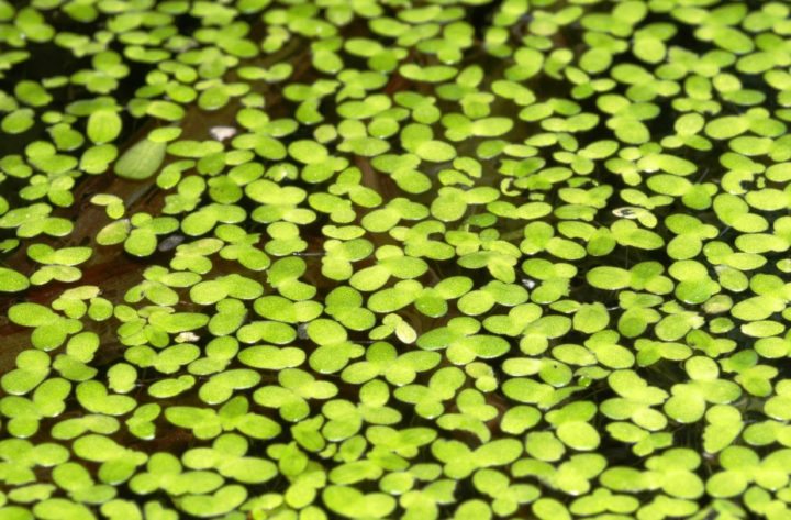 Ventajas de las lentejas de agua
