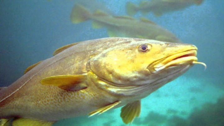 ¿Qué pescados son peligrosos de ingerir?