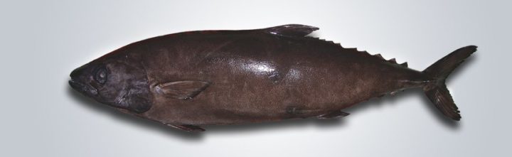 Pez Escolar negro