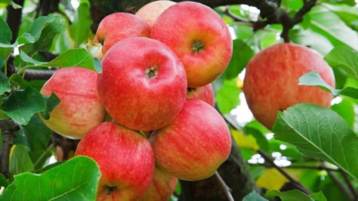 Las manzanas expuestas a pesticidas nos pueden engordar