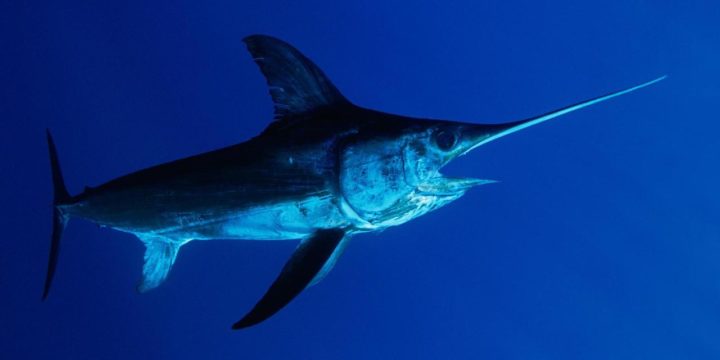 ¿Qué pescados debemos evitar comprar?