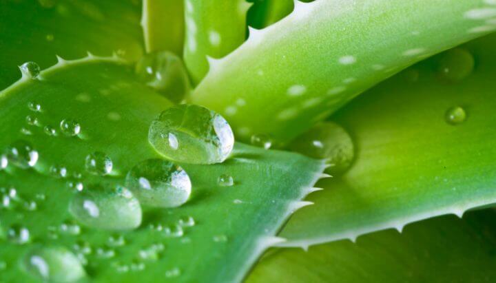 Beneficios del aloe vera en diabeticos