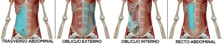 Diferentes músculos que forman el core