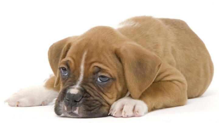 ¿Qué alimentos debes evitar en un perro?