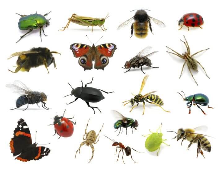 Algunos alimentos pueden contener insectos