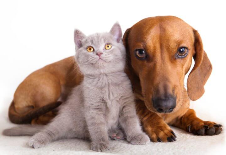 Las mascotas generan felicidad