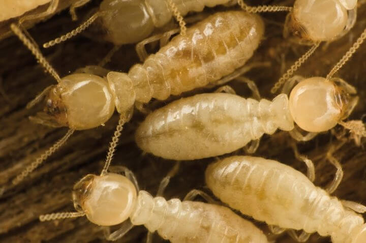 Pueden haber termitas en tus alimentos