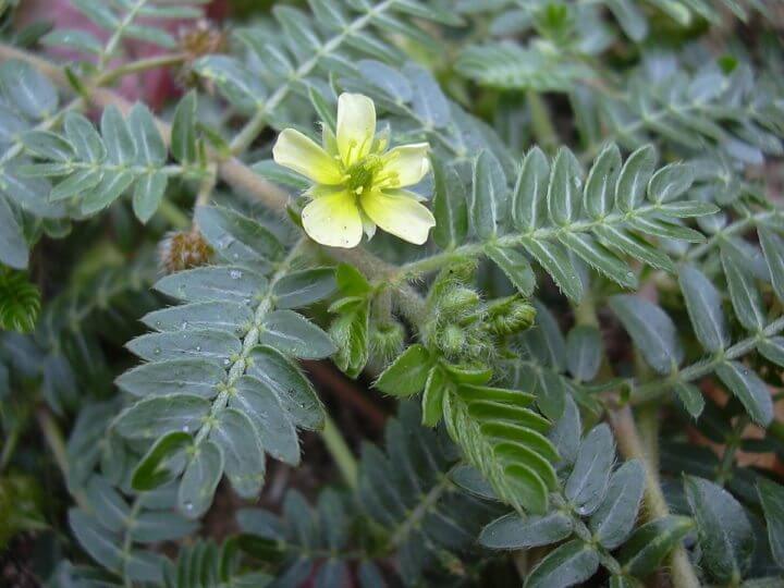 Tribulus terrestris para perder peso