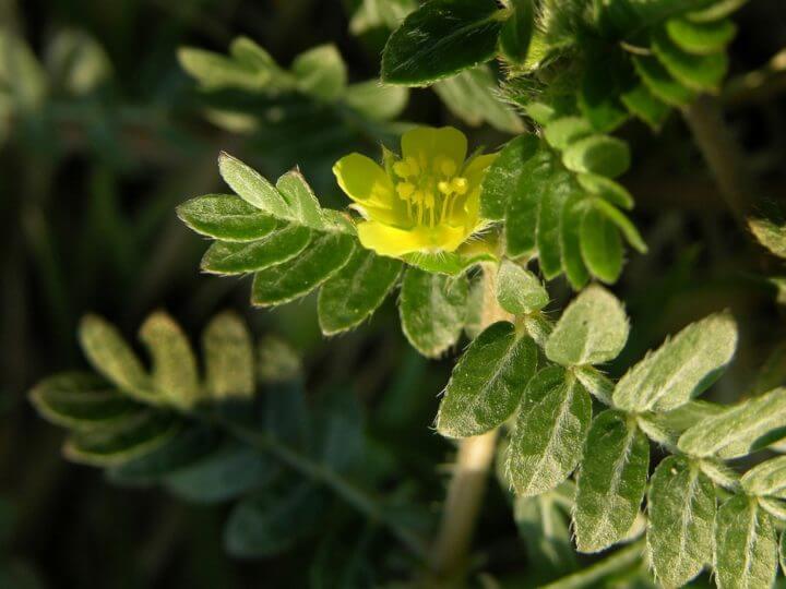 ¿Qué cantidad de tribulus terrestris debo tomar?