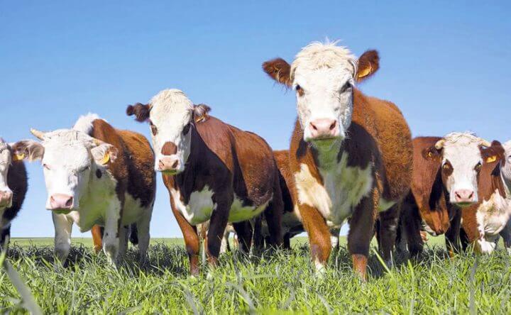 ¿Por qué debería comprar carne de pasto?