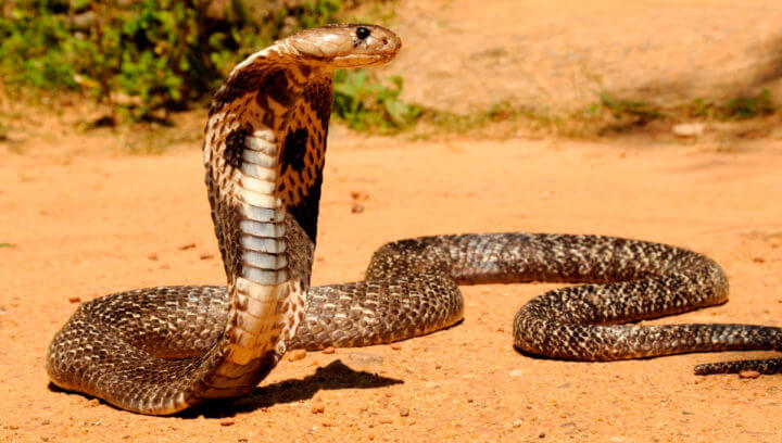 Posibles propiedades curativas del veneno de serpiente