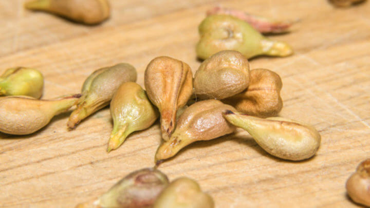 Qué cantidad tomar de extracto de semilla de uva 