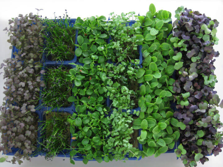 Diversos tipos de microvegetales