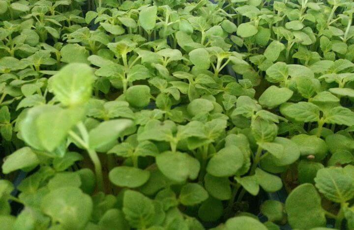 ¿Qué son los microvegetales?
