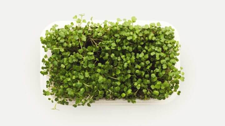 Guía de los microvegetales