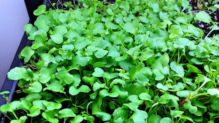 Propiedades de las microverduras