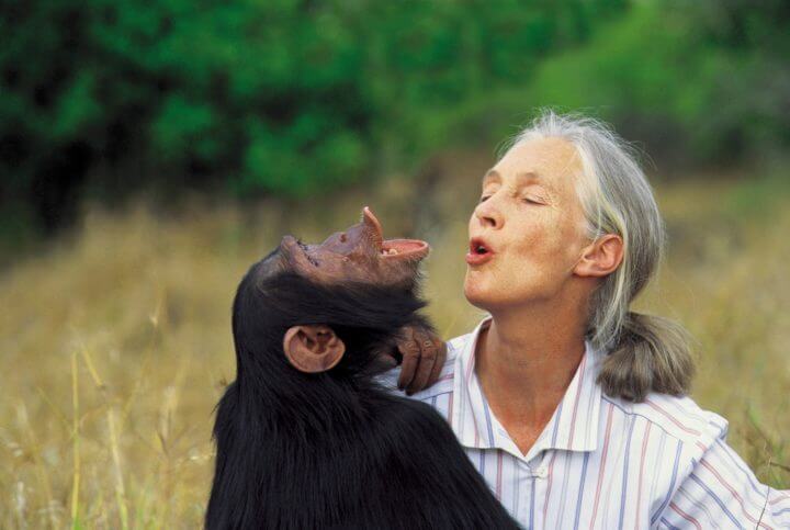 Hábitos extraños de Jane Goodall