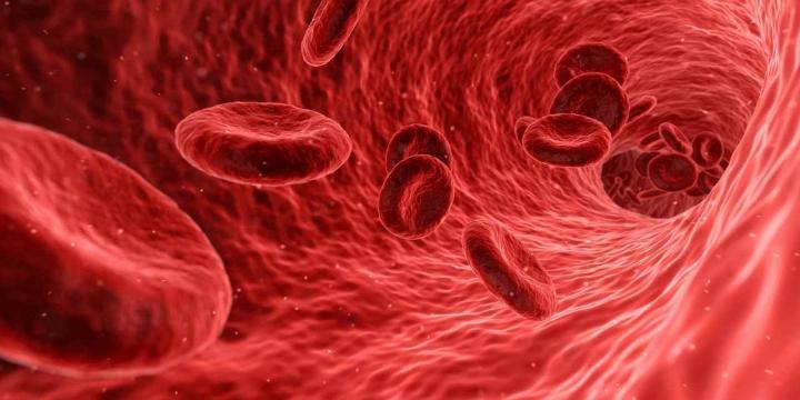 La vitamina B12 previene la aparición de anemia megaloblástica