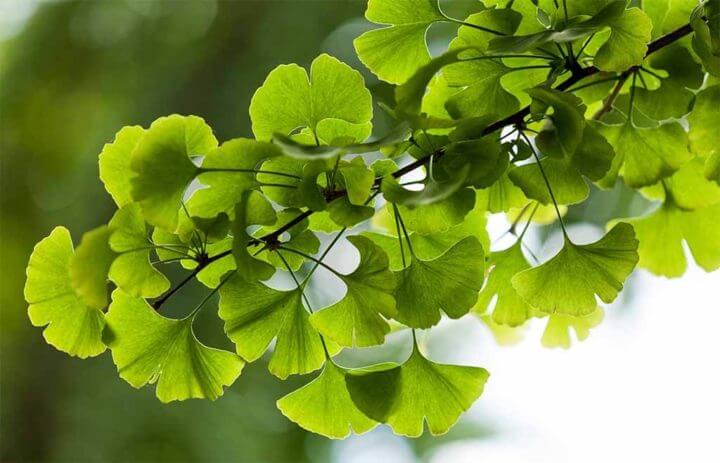 El ginkgo biloba aumenta tu flujo cerebral y capacidad mental